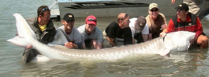 canada_record_sturgeon_lg